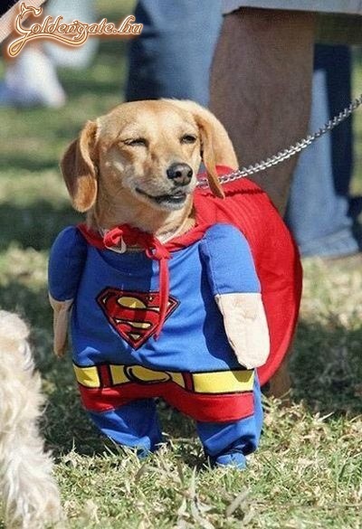 Superdog!
