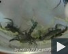 Arab-szerű manus 22 skorpióval