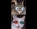 Szemüveges macskák