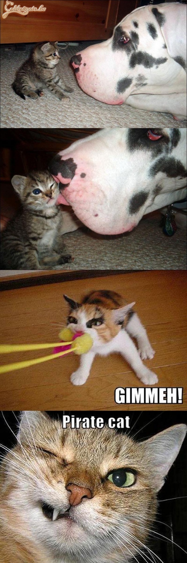 Katzen