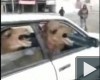 2 camels in 1 car