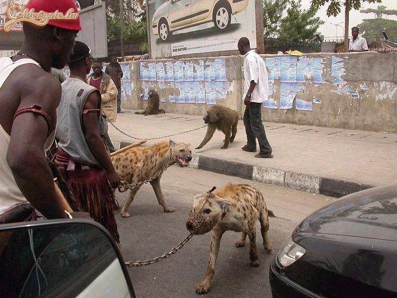 Házi kedvencek afrikában