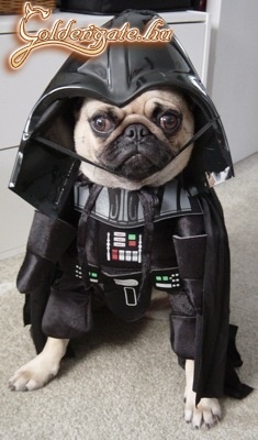 Dog Vader