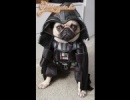 Dog Vader