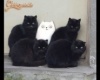 Simons The Cat