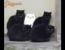 Simons The Cat