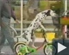 Bicikliző kutya