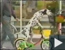 Bicikliző kutya