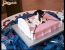 Születésnapi torta