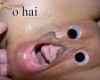 O hai