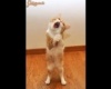 éneklő cica