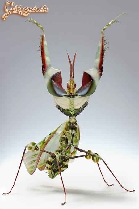 Idolomantis Diabolica