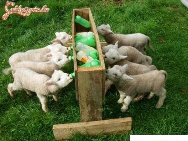 ANYÁNAK SOK TEJE VAN