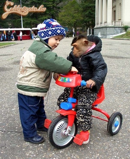 biciklis majom :XD