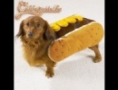 nyers hotdog