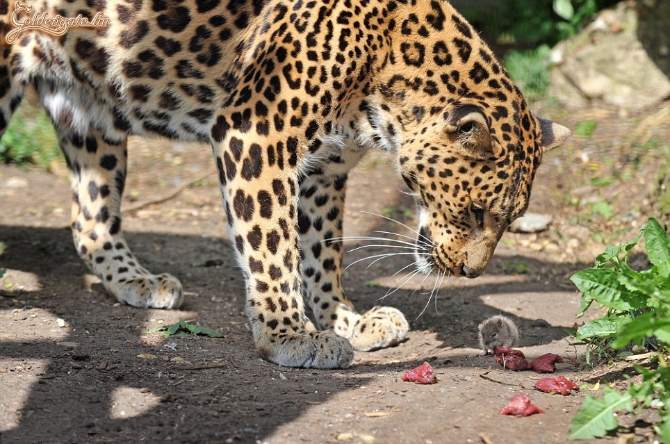 Tom, a nagymacska, és Jerry, a véregér