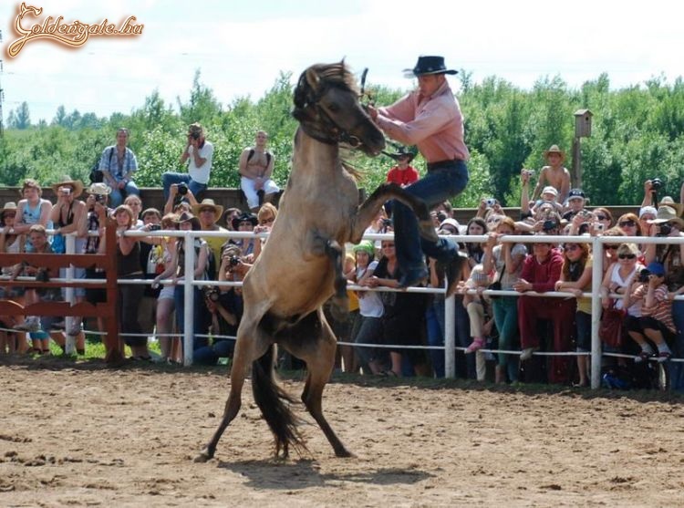 Megint egy ló