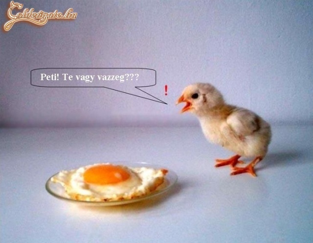 Buta csirke!