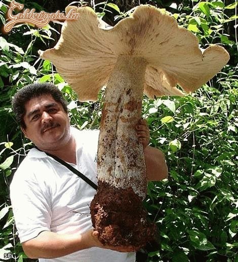 Csináljunk gomba pörit