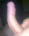 Pety72