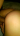 csakgold