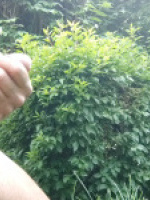 bazso007