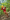 nyitotparalbit1