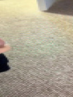 Pebo77